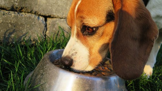 Preparare del cibo per cani fatto in casa: cosa devi sapere