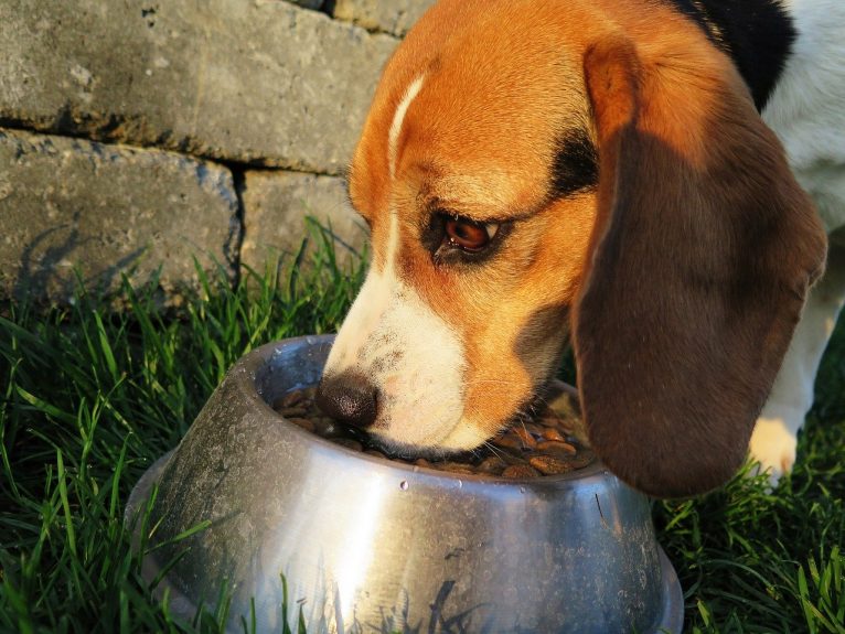 Preparare del cibo per cani fatto in casa: cosa devi sapere