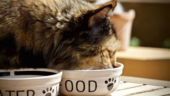 Come preparare del cibo per gatti fatto in casa
