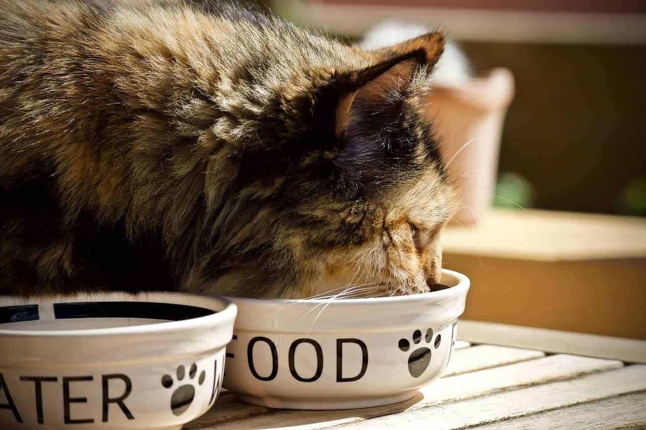 Come Preparare Del Cibo Per Gatti Fatto In Casa Lametropolis