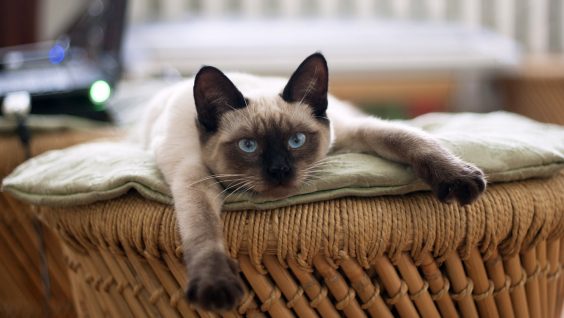 5 incredibili curiosità sul gatto siamese