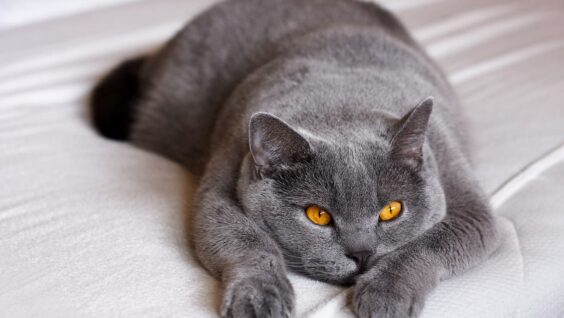 Gatto British Shorthair: aspetto, storia, caratteristiche e salute