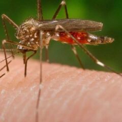 Filaria: tutte le informazioni