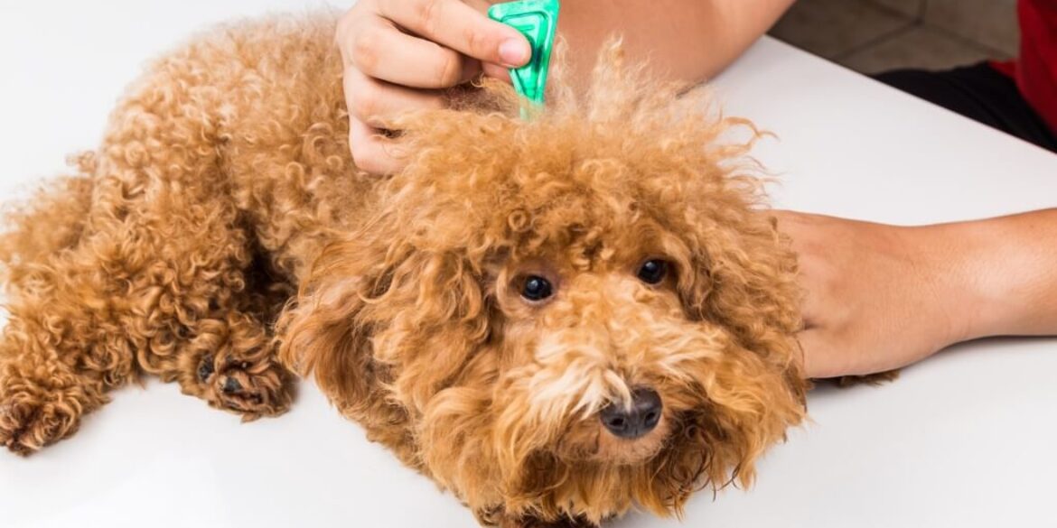 Cani e parassiti: quali sono i rischi