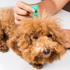 Cani e parassiti: quali sono i rischi