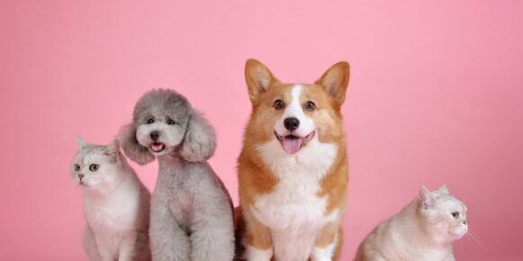 Assicurazione per animali domestici: cosa copre e quanto può venire a costare?