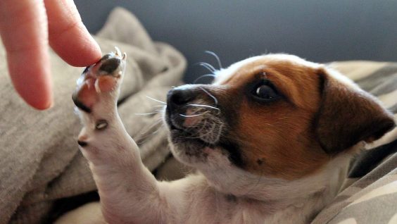 La salute del cane viene prima di tutto: consigli per una cura ottimale