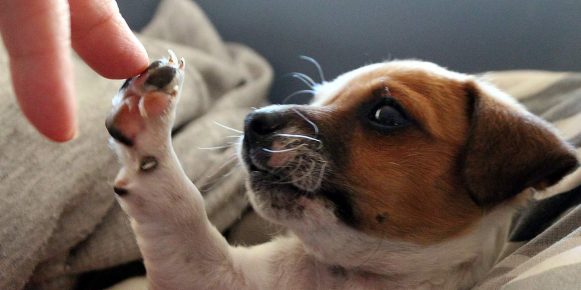 La salute del cane viene prima di tutto: consigli per una cura ottimale