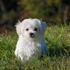 Amici dei quattrozampe: come prendersi cura di un cane, dall’assicurazione all’organizzazione della casa