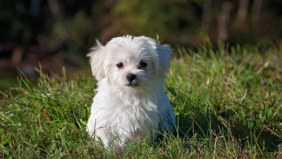 Amici dei quattrozampe: come prendersi cura di un cane, dall’assicurazione all’organizzazione della casa