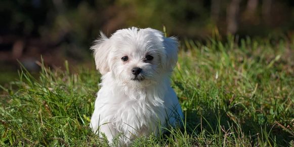 Amici dei quattrozampe: come prendersi cura di un cane, dall’assicurazione all’organizzazione della casa