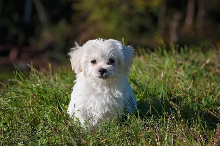 Amici dei quattrozampe: come prendersi cura di un cane, dall’assicurazione all’organizzazione della casa