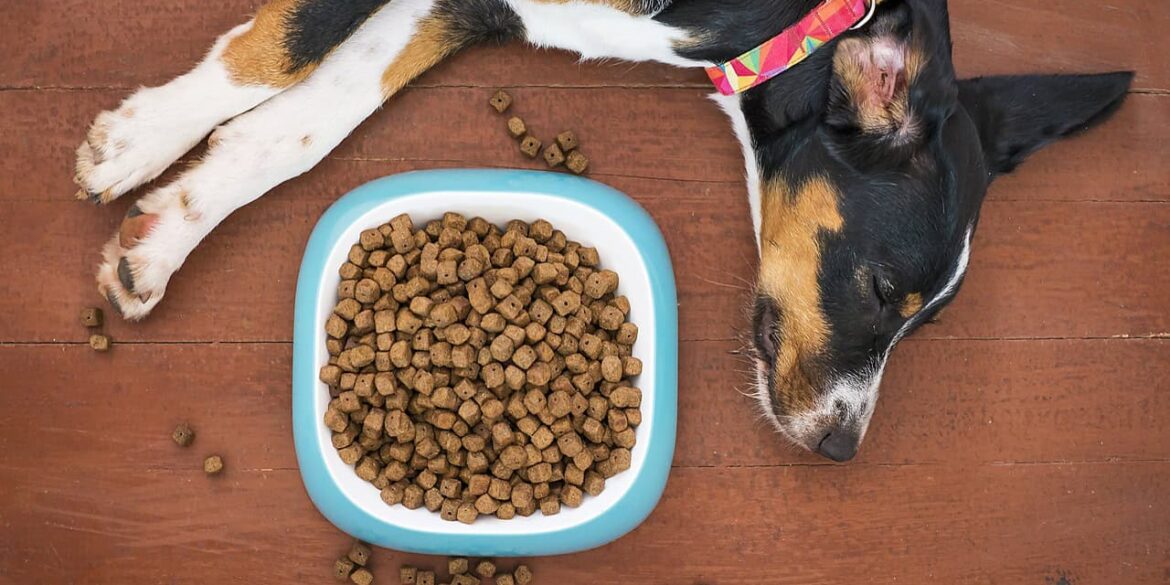 I migliori cibi per la salute del tuo cane: guida completa per una vita sana e longeva