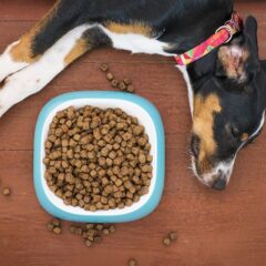 I migliori cibi per la salute del tuo cane: guida completa per una vita sana e longeva