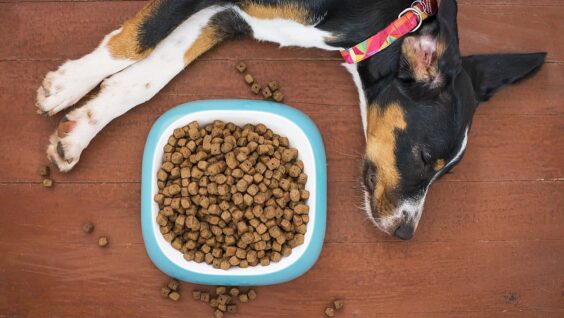 I migliori cibi per la salute del tuo cane: guida completa per una vita sana e longeva