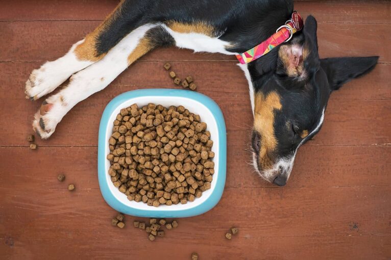 I migliori cibi per la salute del tuo cane: guida completa per una vita sana e longeva